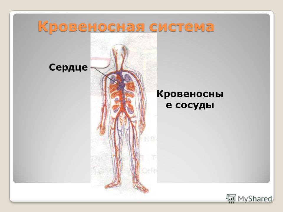 организм человека без паразитов организм человека без паразитов