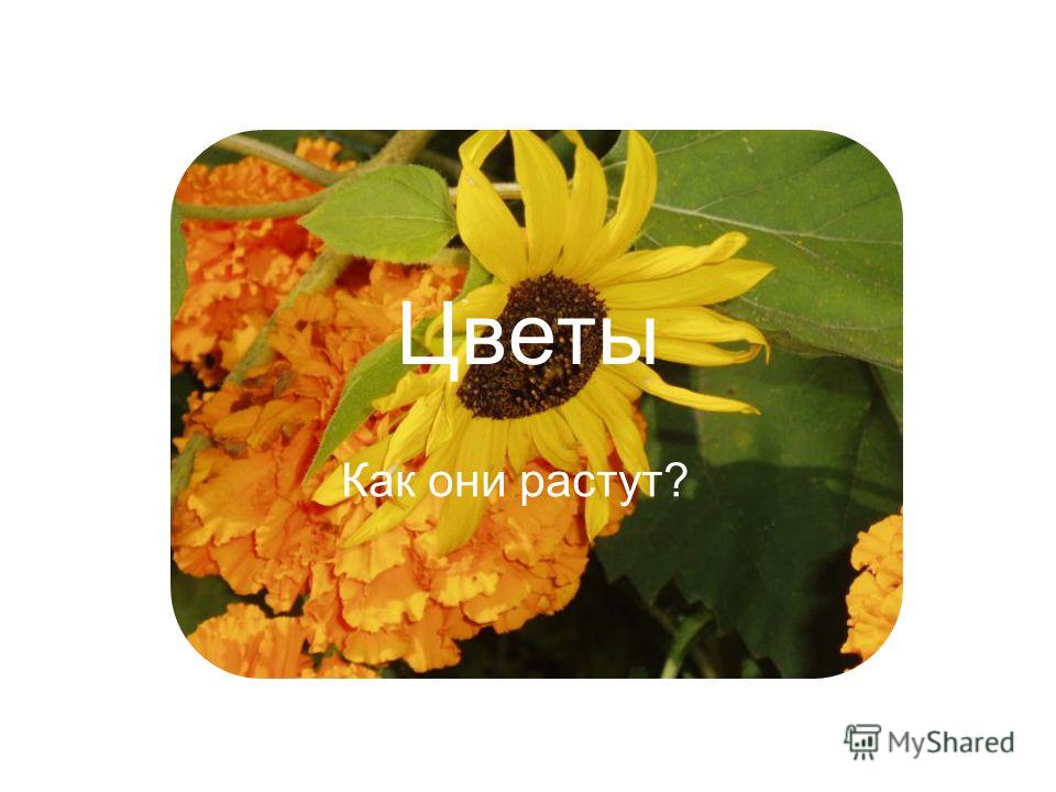 Гадание на любовь цветок Гадание на любовь цветок