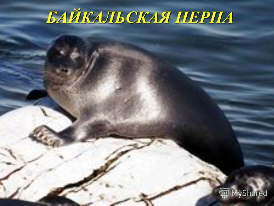 Доклад на тему байкальская нерпа 1062