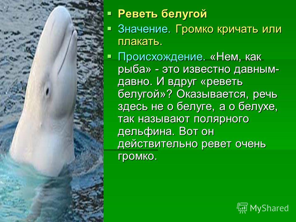 Смотреть видео Ревет как белуга Смотреть видео Ревет как белуга