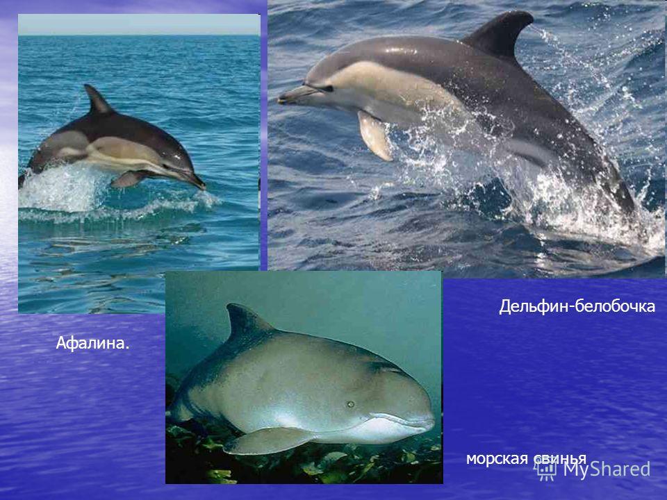 Афалина. Дельфин-белобочка морская свинья