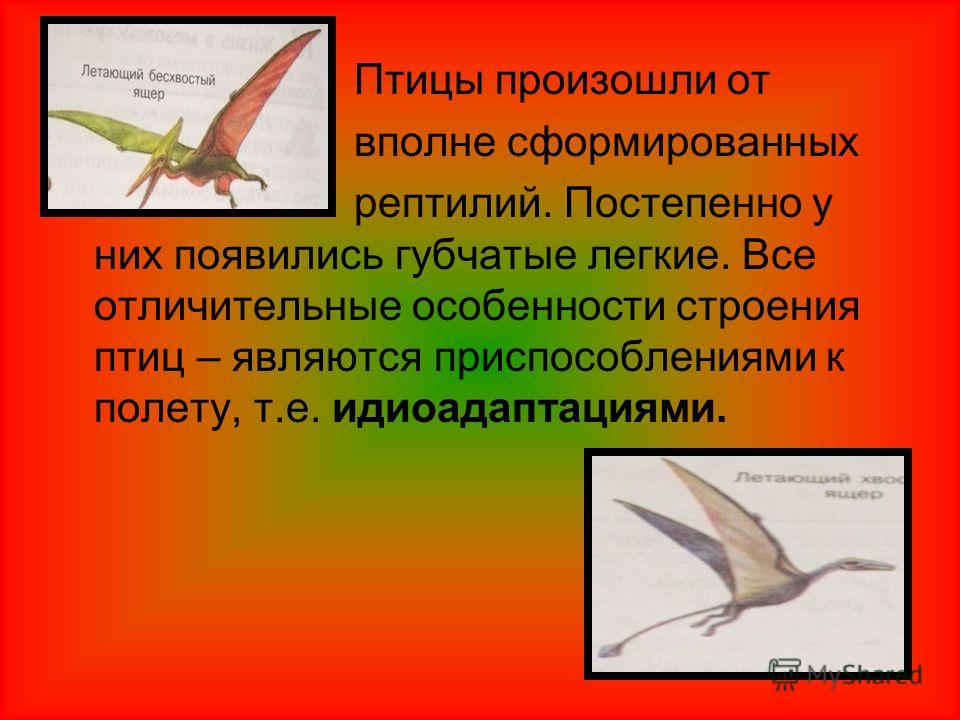 Птицы произошли от вполне сформированных рептилий. Постепенно у них появились губчатые легкие. Все отличительные особенности строения птиц – являются приспособлениями к полету, т.е. идиоадаптациями.