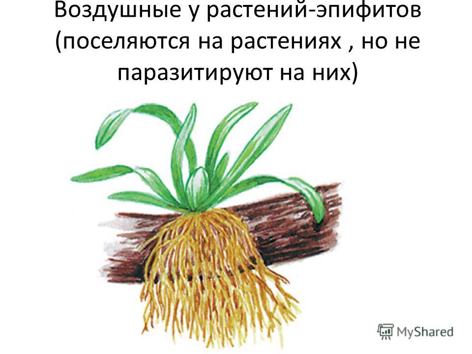 Воздушные у растений-эпифитов (поселяются на растениях, но не паразитируют на них)