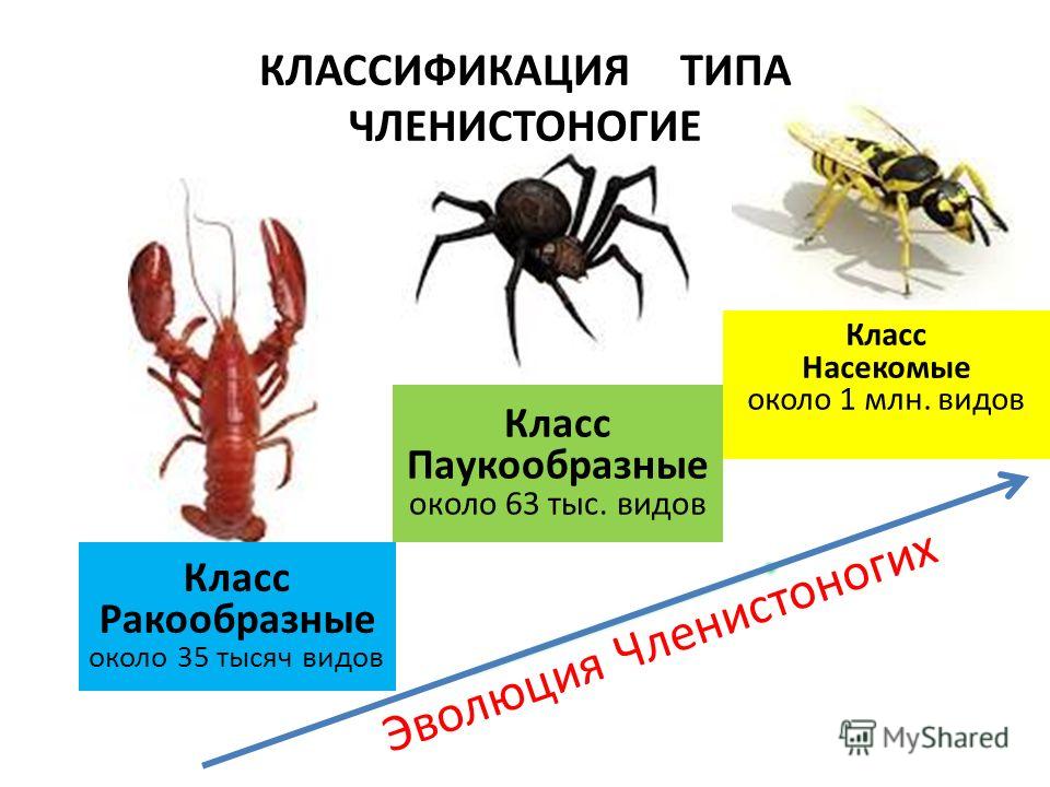 Тест по биологии 7 класс класс ракообразные поукобразные насекомые