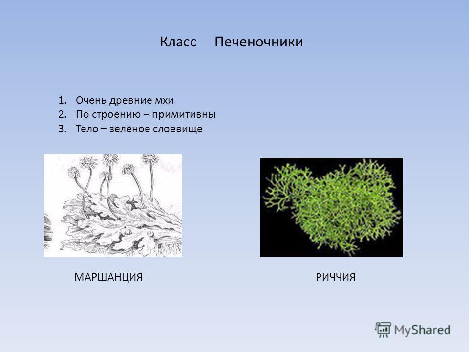 Мхи Фото 3 Класс