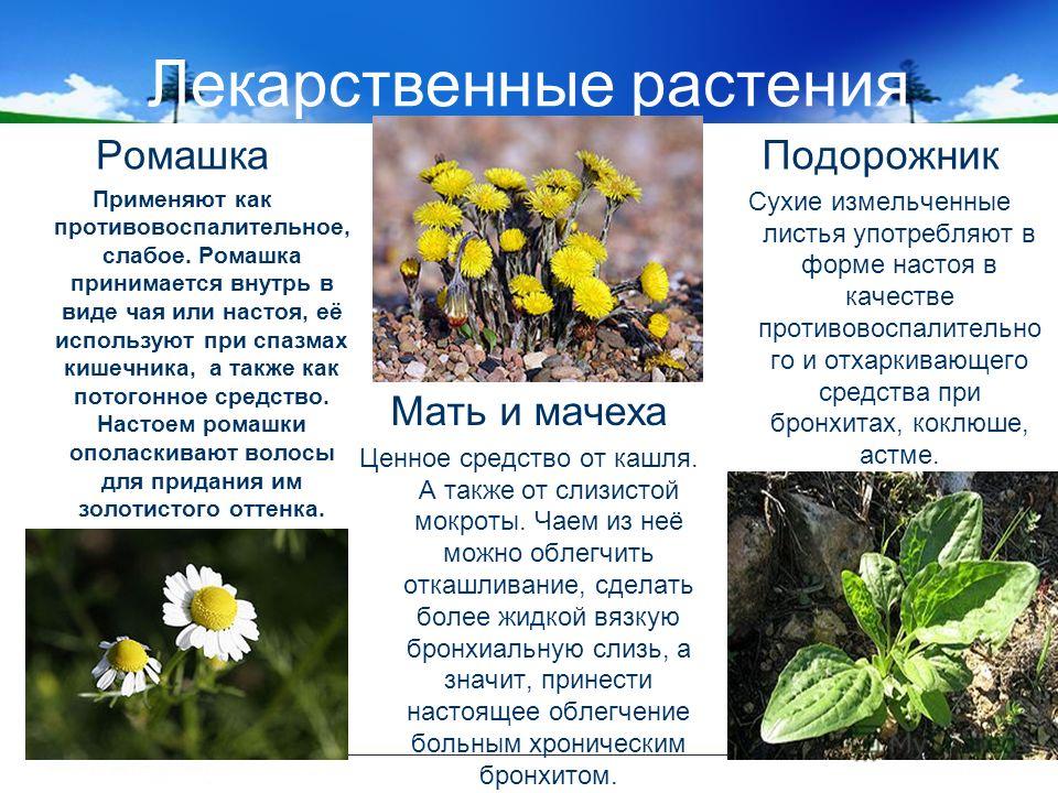 Семена укропа заваренные Семена укропа заваренные