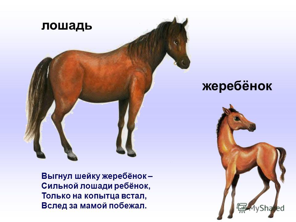 Стих про жеребёнок Стих про жеребёнок