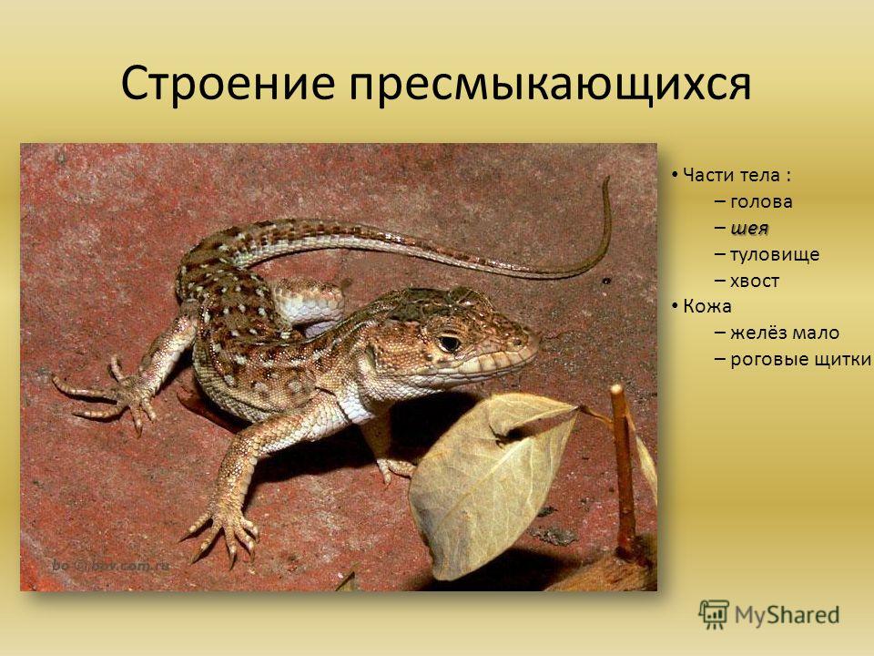 Урок по зоологии класс рептилий презентации