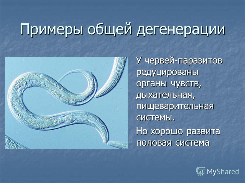 виды червей паразитов у человека фото виды червей паразитов у человека фото