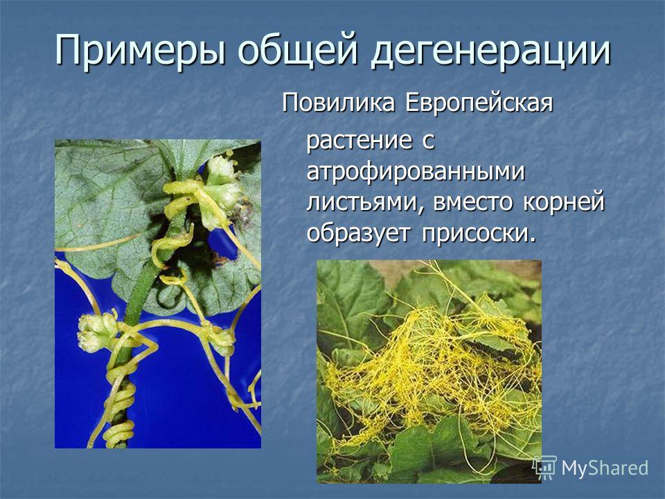 Примеры Ароморфозов у Животных и Растений