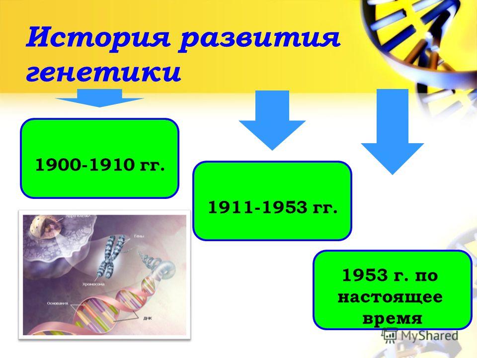 История развития генетики 1900-1910 гг. 1911-1953 гг. 1953 г. по настоящее время
