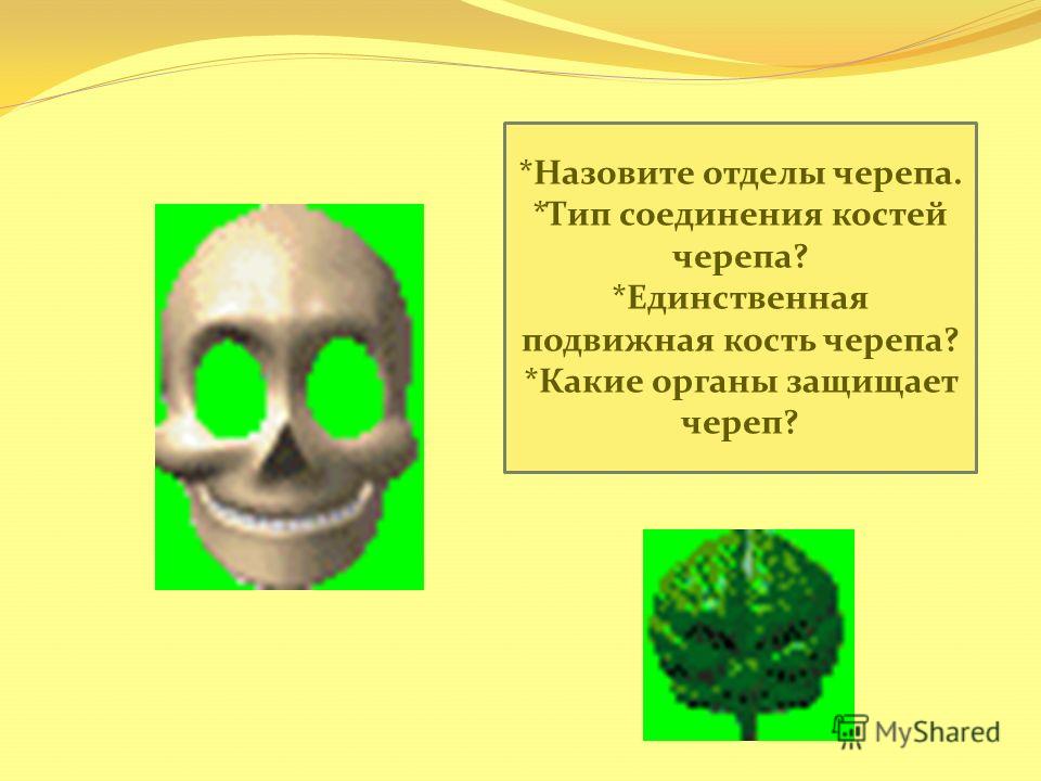 *Назовите отделы черепа. *Тип соединения костей черепа? *Единственная подвижная кость черепа? *Какие органы защищает череп?