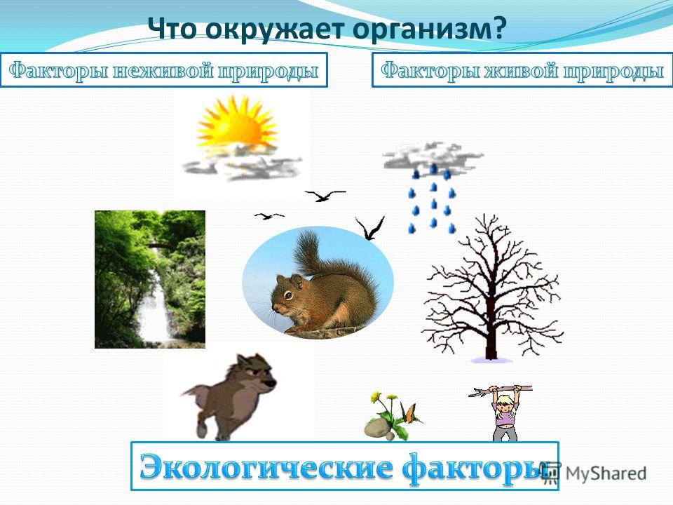 организм среда обитания паразита организм среда обитания паразита