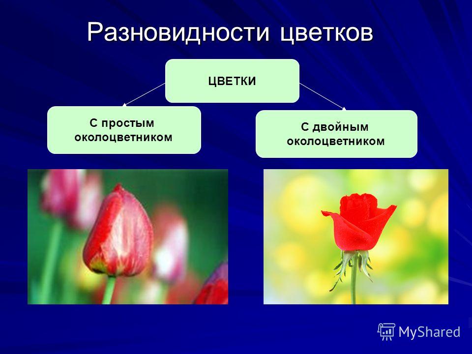 Разновидности цветков С простым околоцветником С двойным околоцветником ЦВЕТКИ