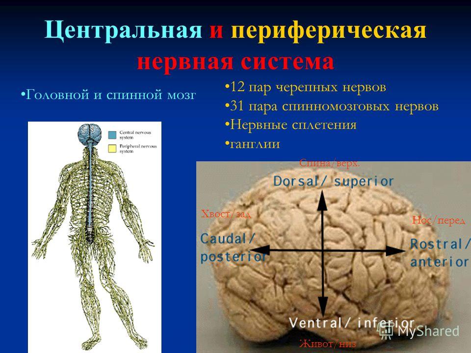 Курсовая работа: Физиология центральной нервной системы