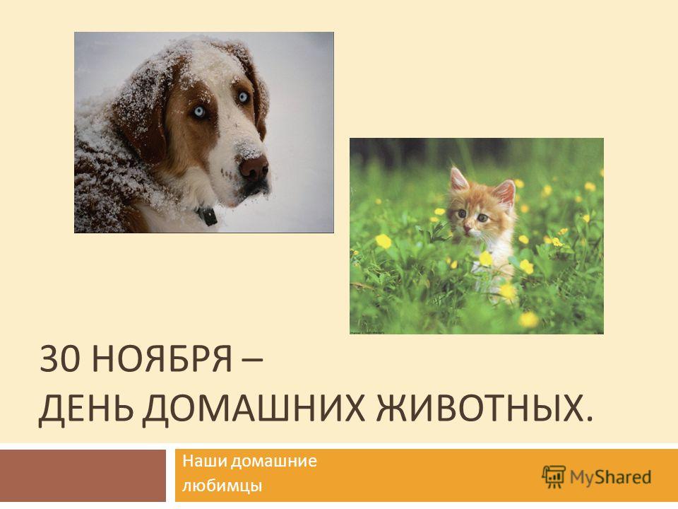 Моя девушка домашний питомец Моя девушка домашний питомец
