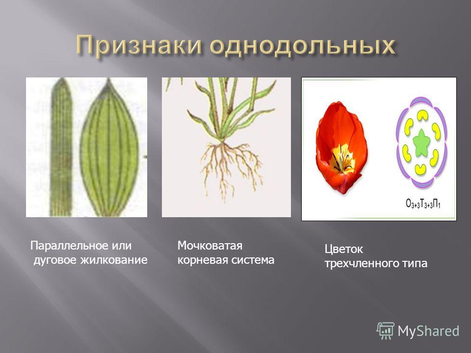 Параллельное или дуговое жилкование Мочковатая корневая система Цветок трехчленного типа