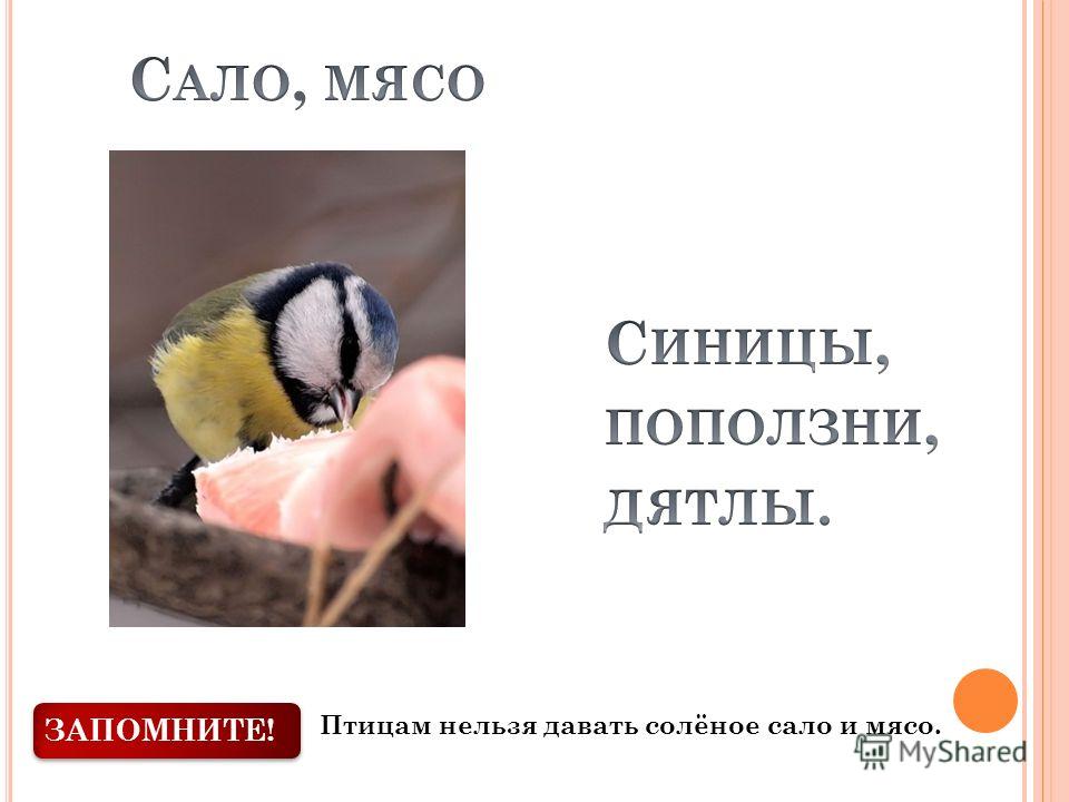 175Почему синичкам нельзя соленое сало