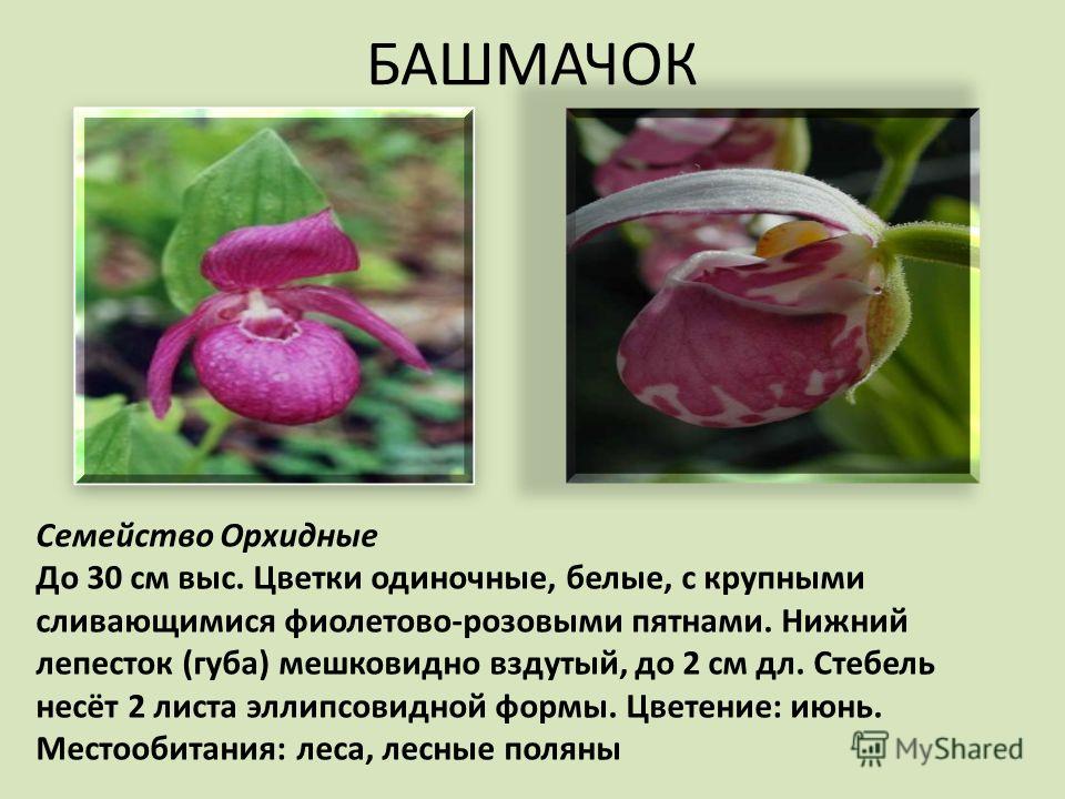 БАШМАЧОК Семейство Орхидные До 30 см выс. Цветки одиночные, белые, с крупными сливающимися фиолетово-розовыми пятнами. Нижний лепесток (губа) мешковидно вздутый, до 2 см дл. Стебель несёт 2 листа эллипсовидной формы. Цветение: июнь. Местообитания: ле