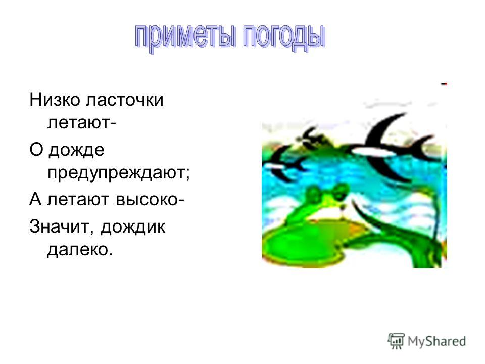 Народные приметы связанные с ласточками Народные приметы связанные с ласточками