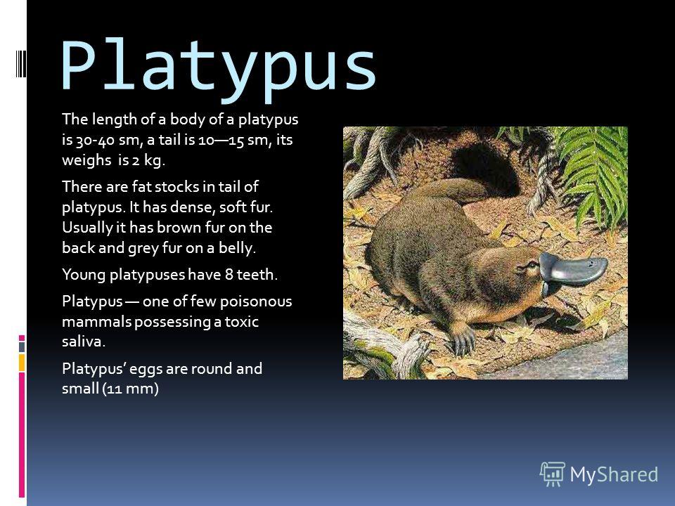 platypus te rapa