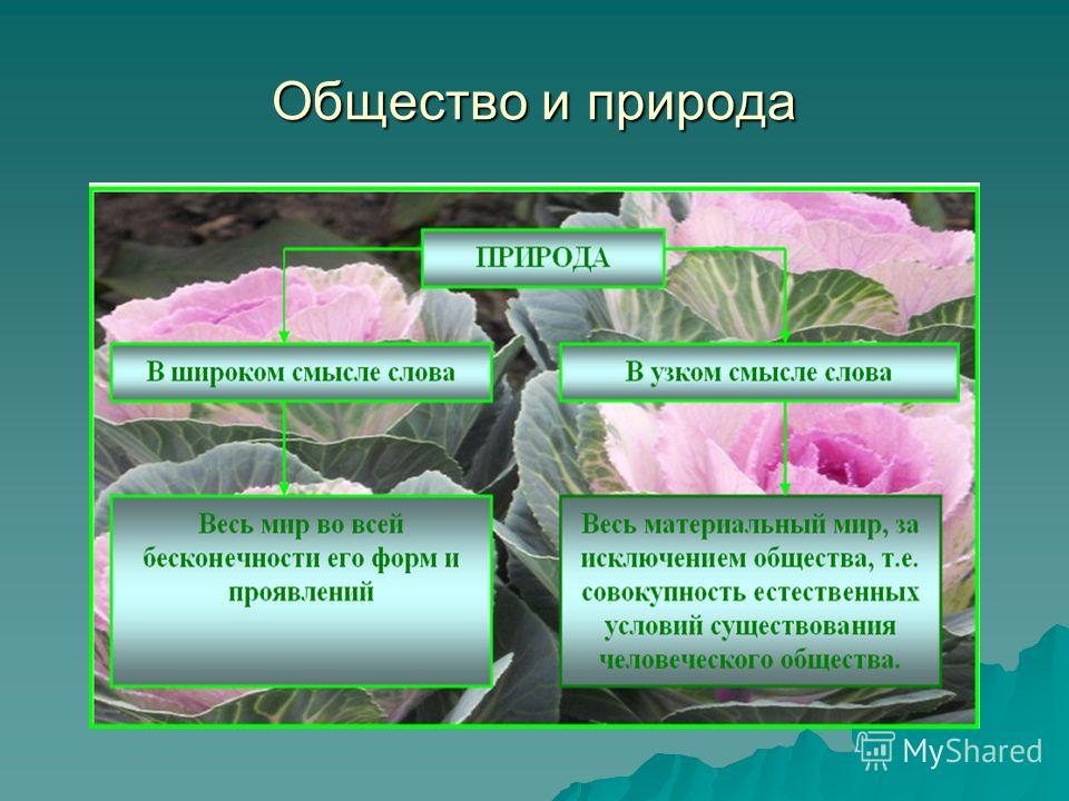 Что такое обществознание общество и общественные отношения Что такое обществознание общество и общественные отношения