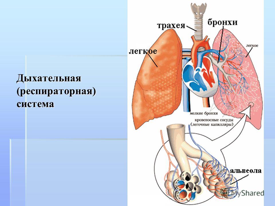Щитовидная железа и десна Щитовидная железа и десна