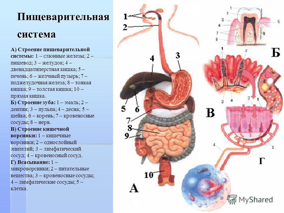 Щитовидная железа и десна Щитовидная железа и десна