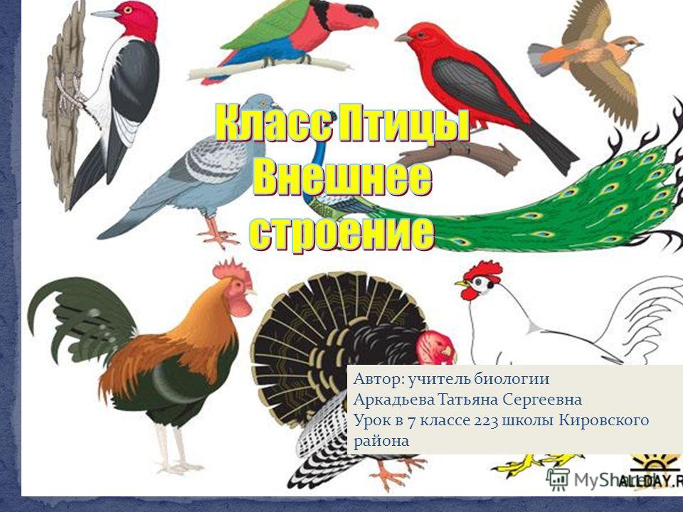 Кожа урок биологии 8 класс Кожа урок биологии 8 класс
