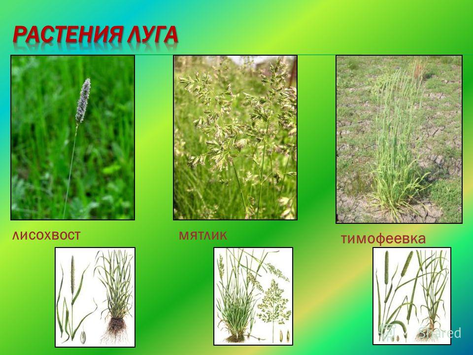 Какие растения растут на лугу 91