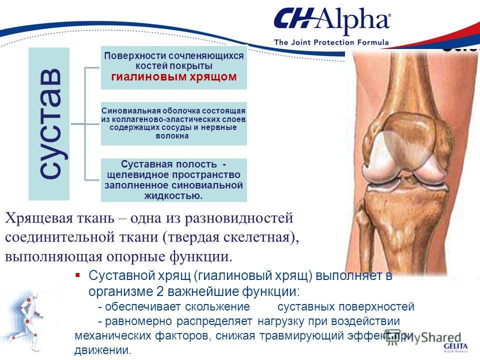 Гиалиновый хрящ коленный сустав Гиалиновый хрящ коленный сустав
