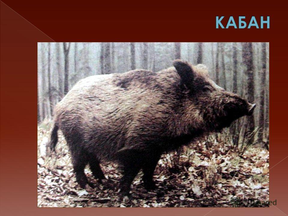 Она со всех ног пословица Она со всех ног пословица