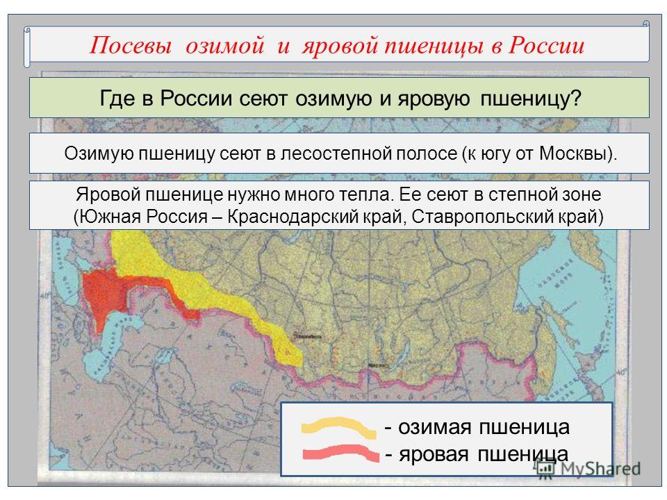 Основные районы выращивания ржи 75