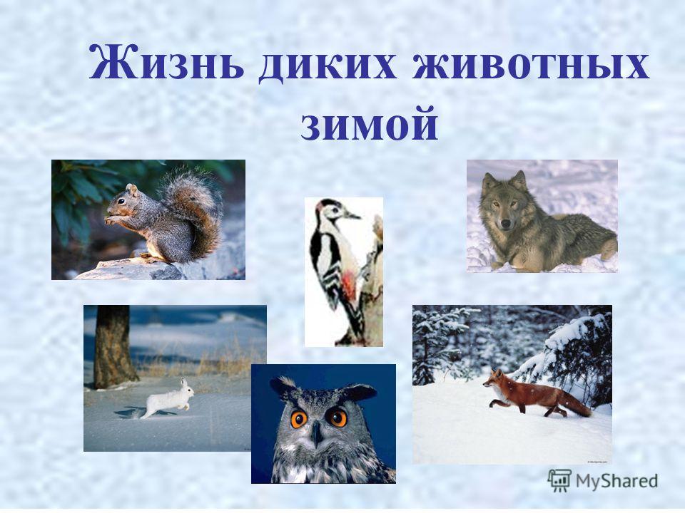 Конспект нод во 2 младшей группе дикие животные в зимнем лесу
