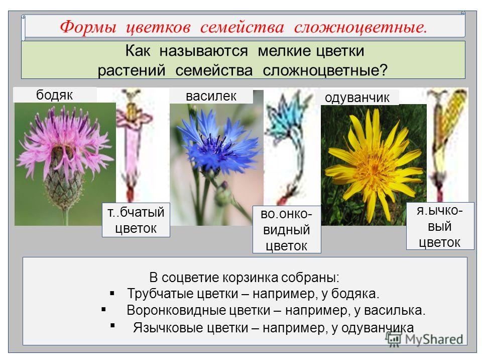 Трубчатый цветок у растений Трубчатый цветок у растений