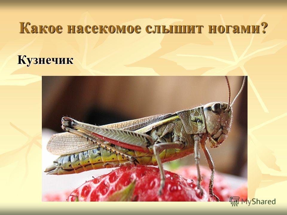 Таракан слышит ногами анекдот Таракан слышит ногами анекдот
