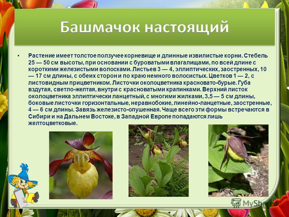 Животные красной книги владимирской области и описанием фото - ViktoriaFoto.ru