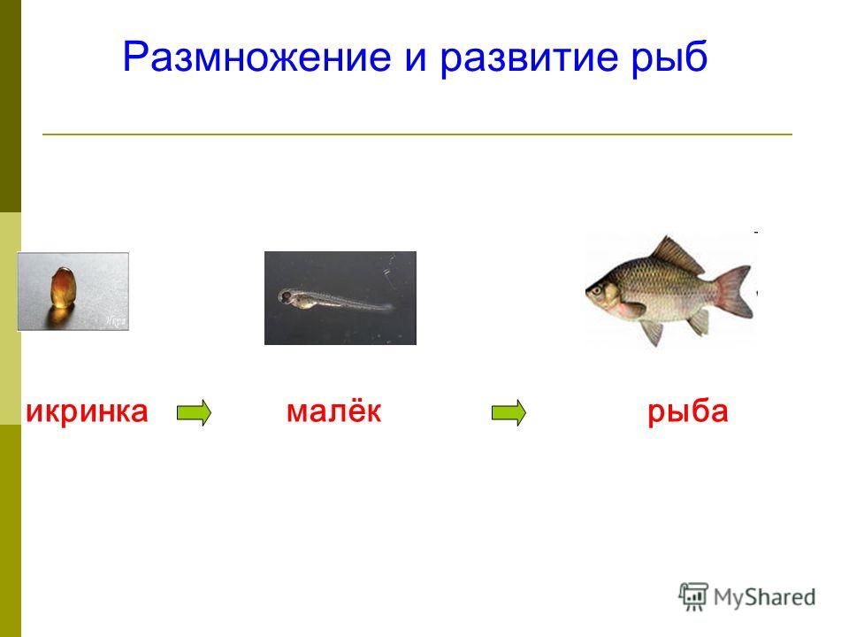 Размножение и развитие рыб икринкамалёкрыба