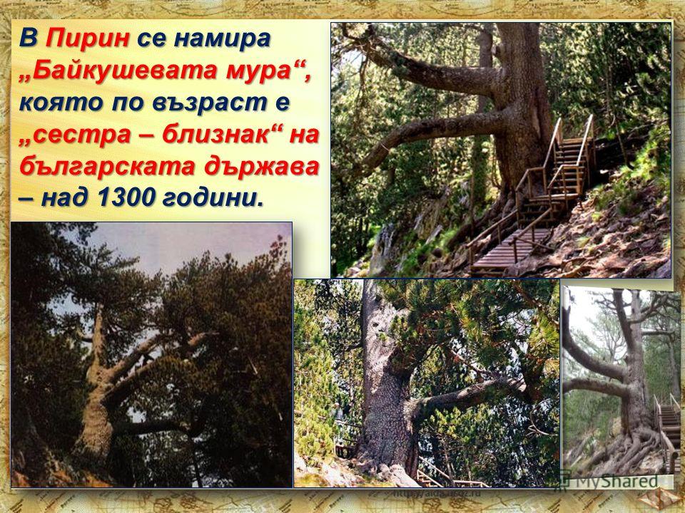В Пирин се намира Байкушевата мура, която по възраст е сестра – близнак на българската държава – над 1300 години.