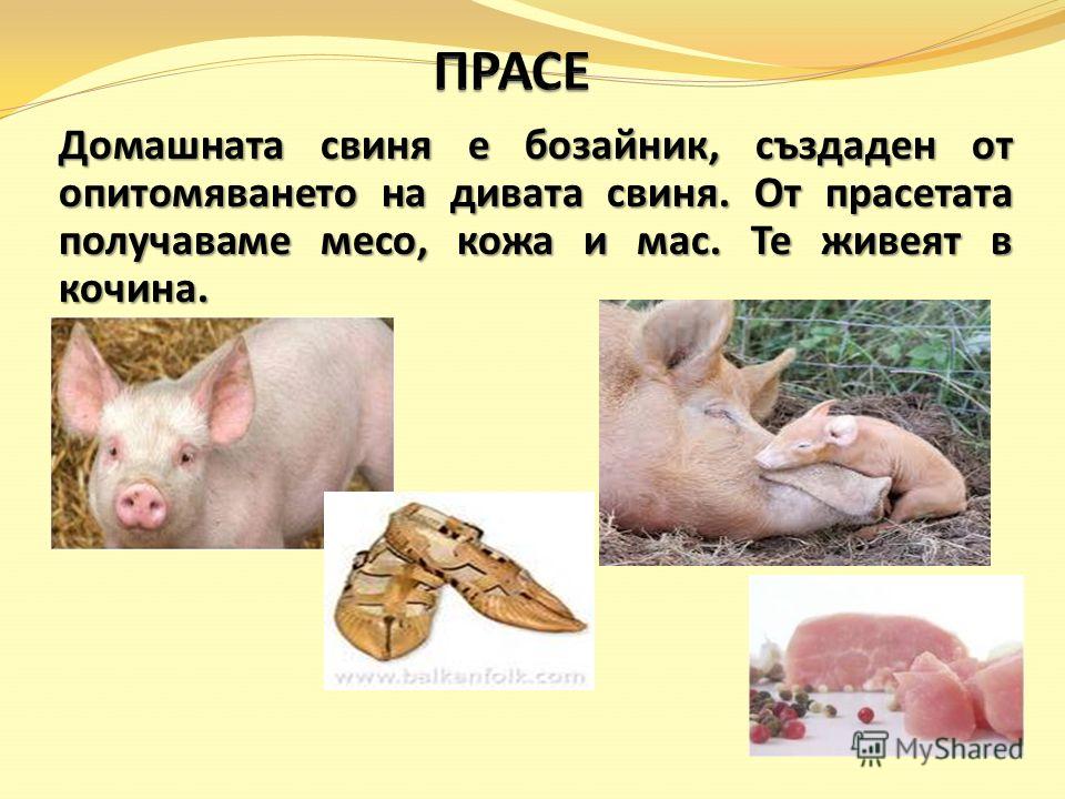 Домашната свиня е бозайник, създаден от опитомяването на дивата свиня. От прасетата получаваме месо, кожа и мас. Те живеят в кочина.