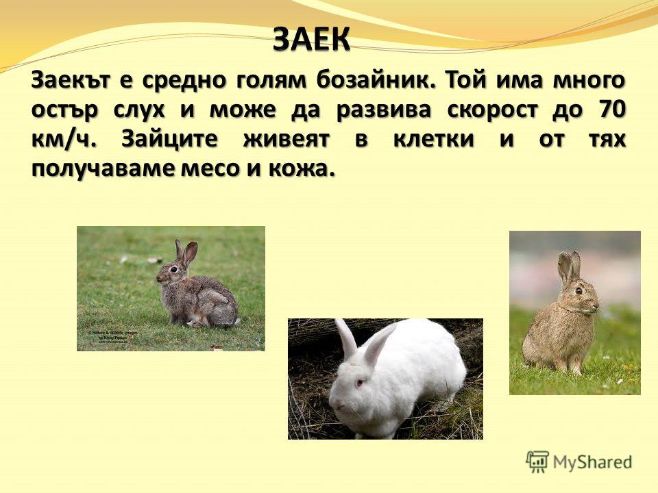 Заекът е средно голям бозайник. Той има много остър слух и може да развива скорост до 70 км/ч. Зайците живеят в клетки и от тях получаваме месо и кожа.