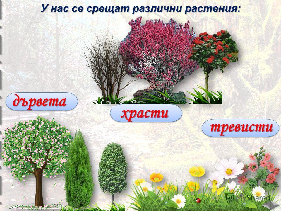 У нас се срещат различни растения: дървета храсти тревисти
