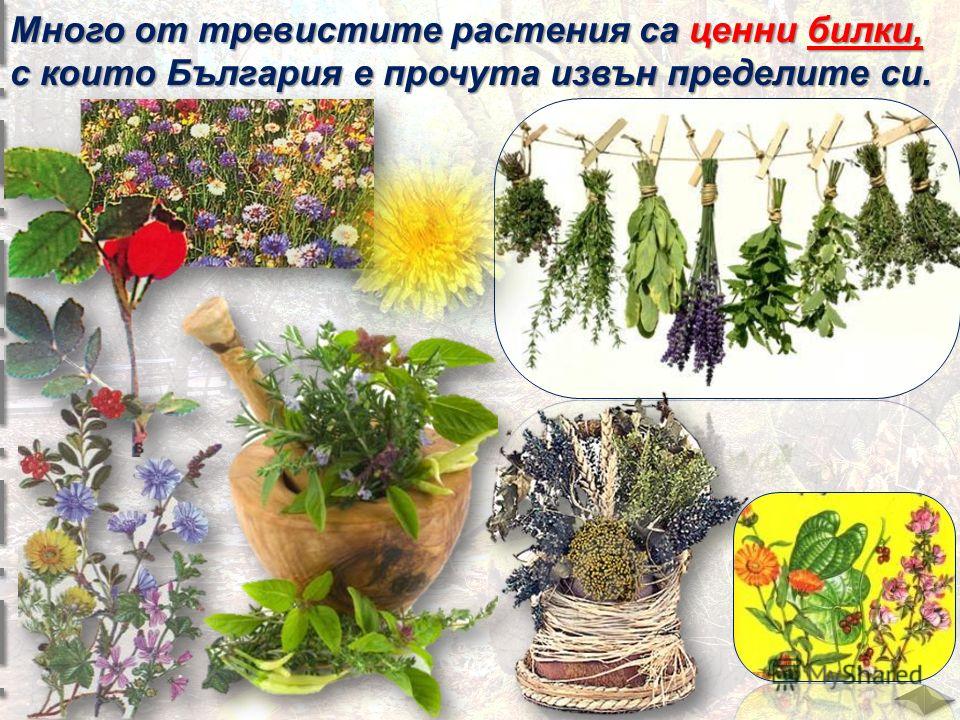 Много от тревистите растения са ценни билки, с които България е прочута извън пределите си.