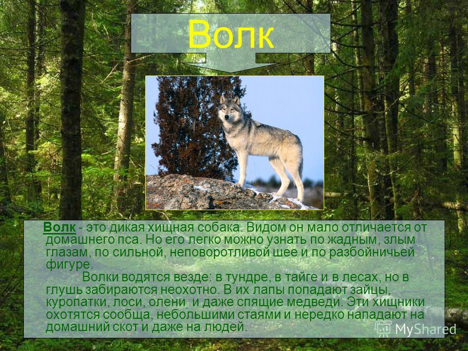 Волк Волк - это дикая хищная собака. Видом он мало отличается от домашнего пса. Но его легко можно узнать по жадным, злым глазам, по сильной, неповоротливой шее и по разбойничьей фигуре. Волки водятся везде: в тундре, в тайге и в лесах, но в глушь за