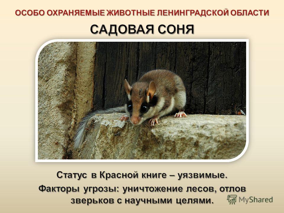 Статус охраняемых животного Статус охраняемых животного