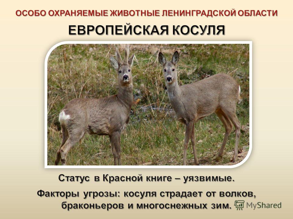 Статус охраняемых животного Статус охраняемых животного