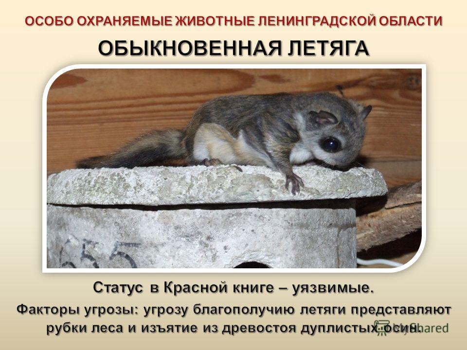Статус охраняемых животного Статус охраняемых животного