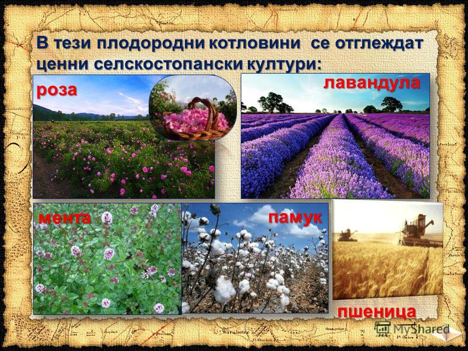 В тези плодородни котловини се отглеждат ценни селскостопански култури: роза лавандула мента памук пшеница