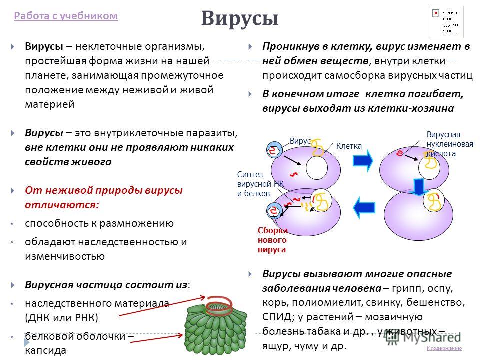 проявляют паразиты в организме человека проявляют паразиты в организме человека