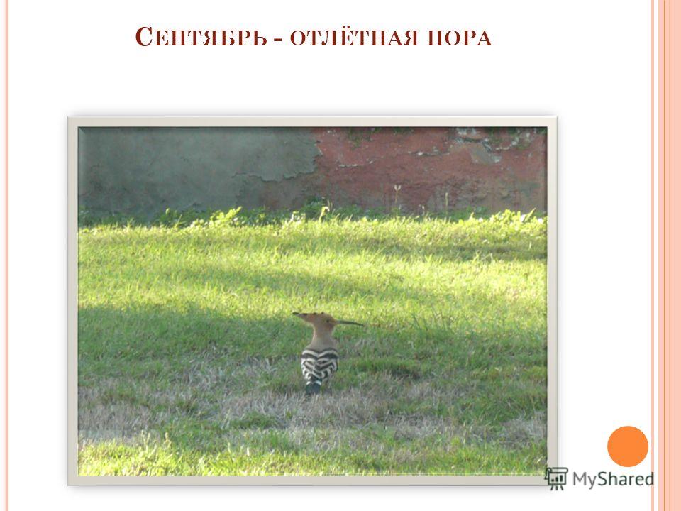Восемь пословиц и поговорок Восемь пословиц и поговорок